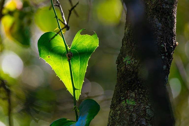 DLE/DELU en het GreenLeave-keurmerk